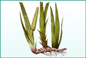 Calamus renforceur général et exhausteur de puissance